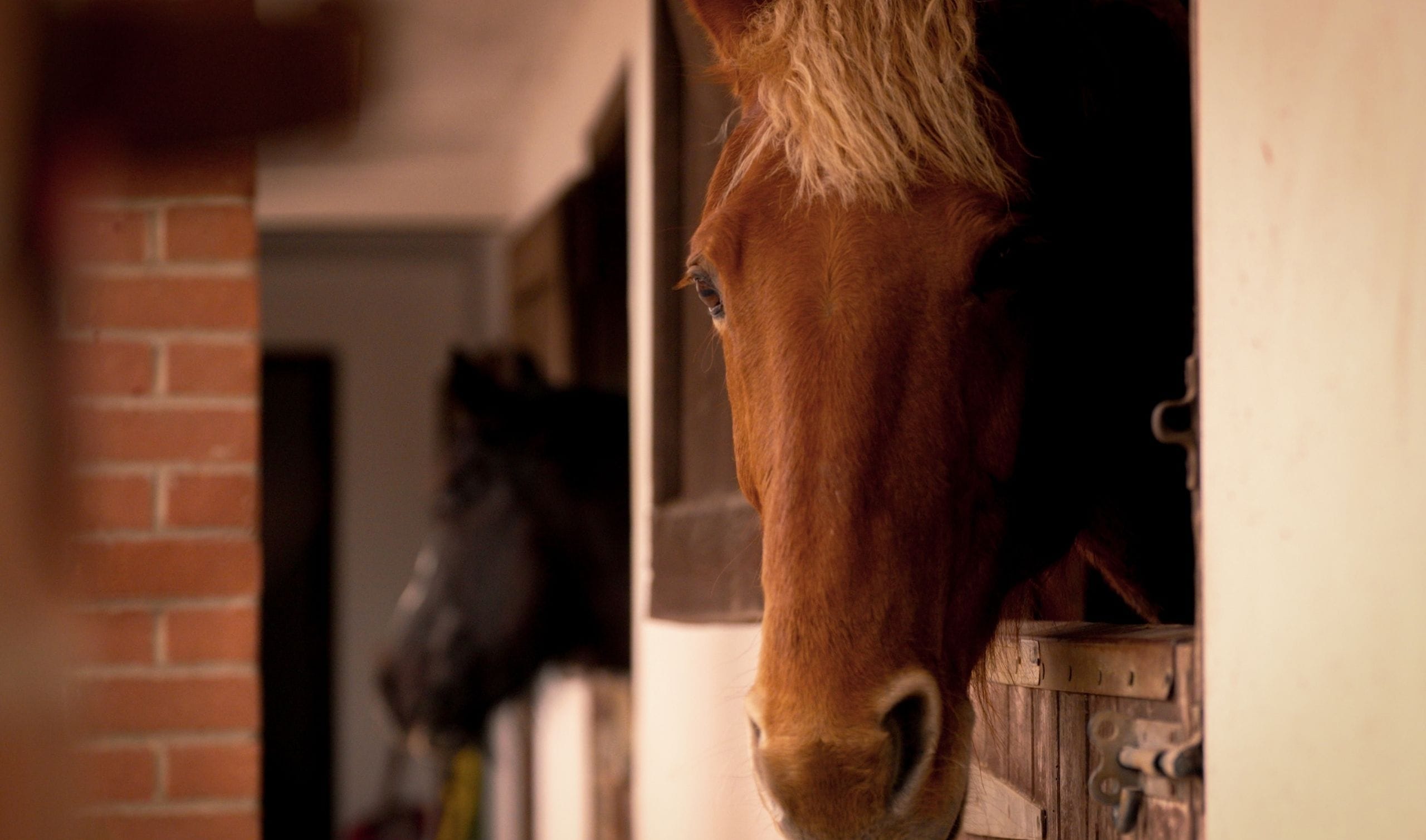 Rushmere Farm horse