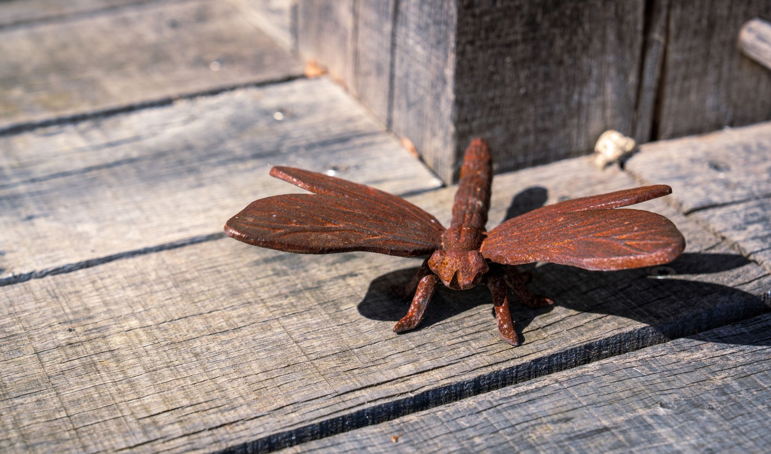 dragonfly on oak decking